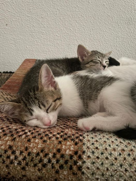 Gatos bebés para adoção responsável
