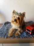 Piesek York Yorkshire Terrier