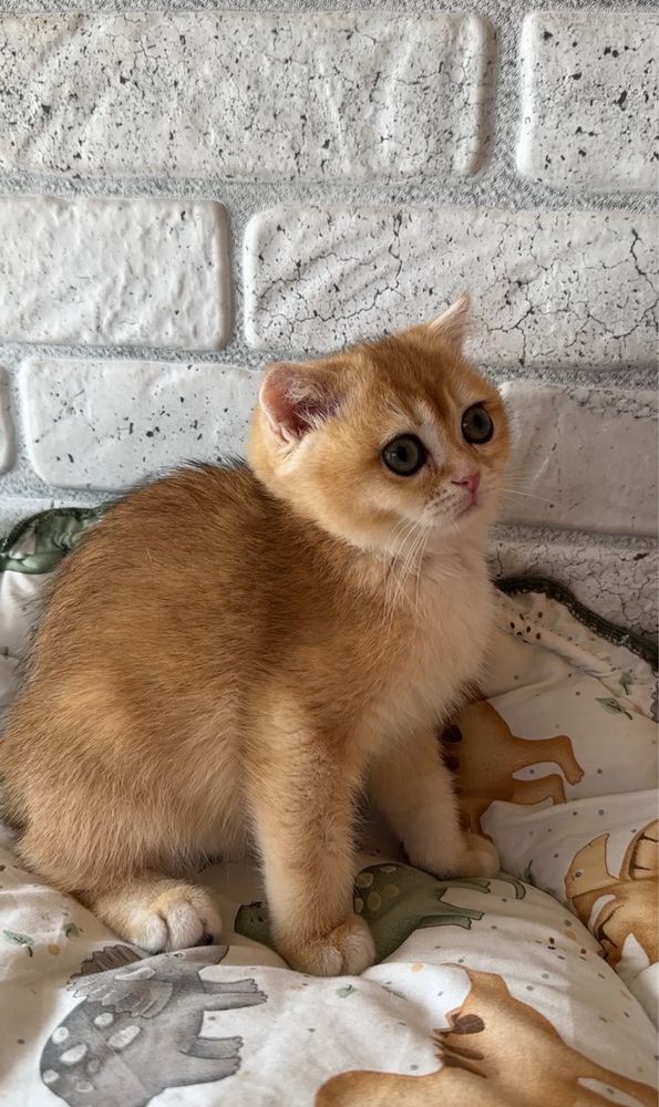 Хлопчик золотко 2.5 міс