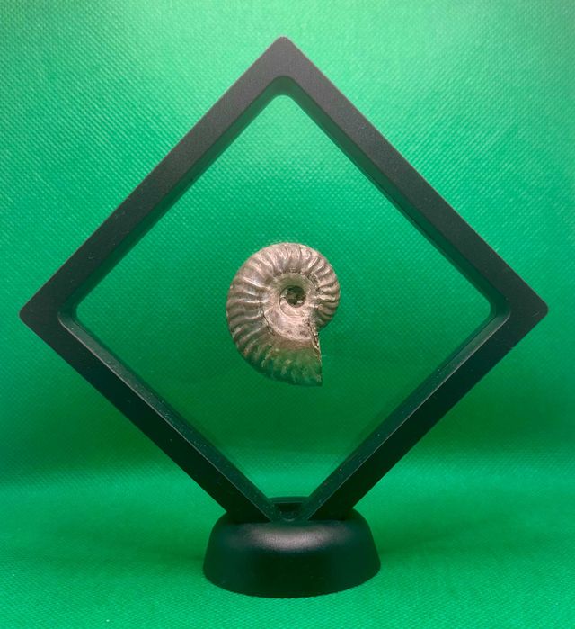 Окаменелость Аммонит Cleoniceras sp. (Мадагаскар - 110 млн. лет)