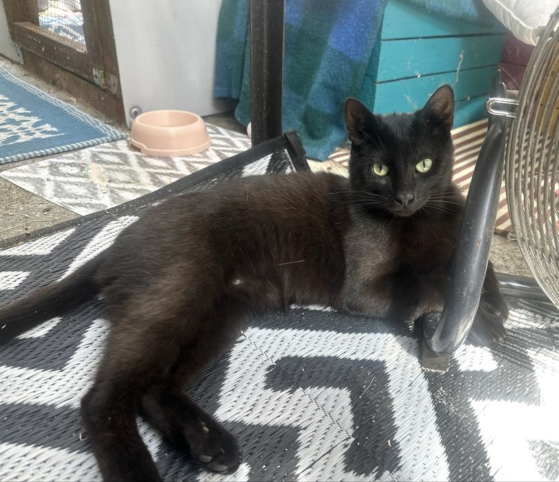 Strefa Kota w Bytowie zaprasza do adopcji