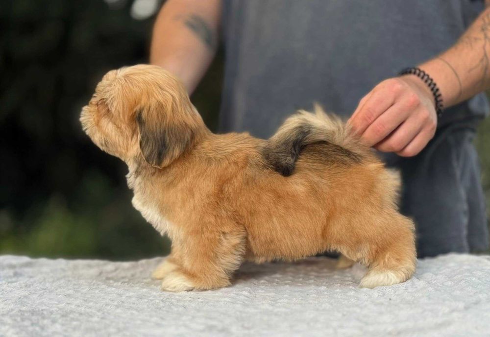 Wyjątkowa suczka Lhasa Apso! Lepszy kuzyn Shih Tzu! Gotowa do odbioru!