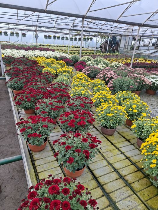 Chryzantemy pod dom na telefon