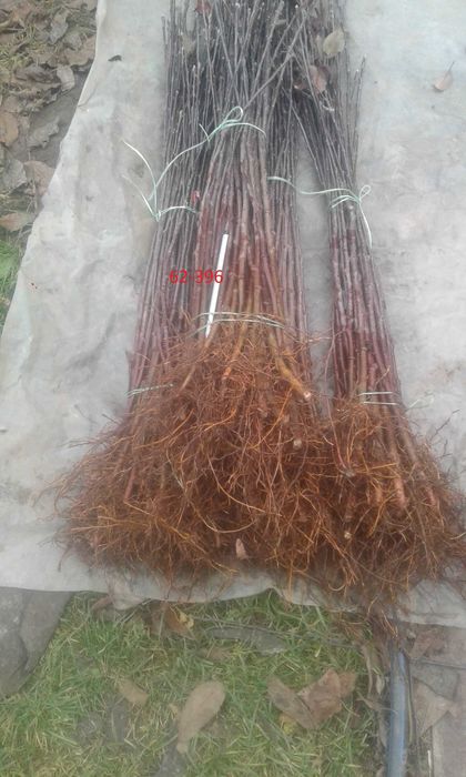 Подвой підщепа  Кольт,Айва ВА-29,  М9 62-396 М7 евріка бест-3