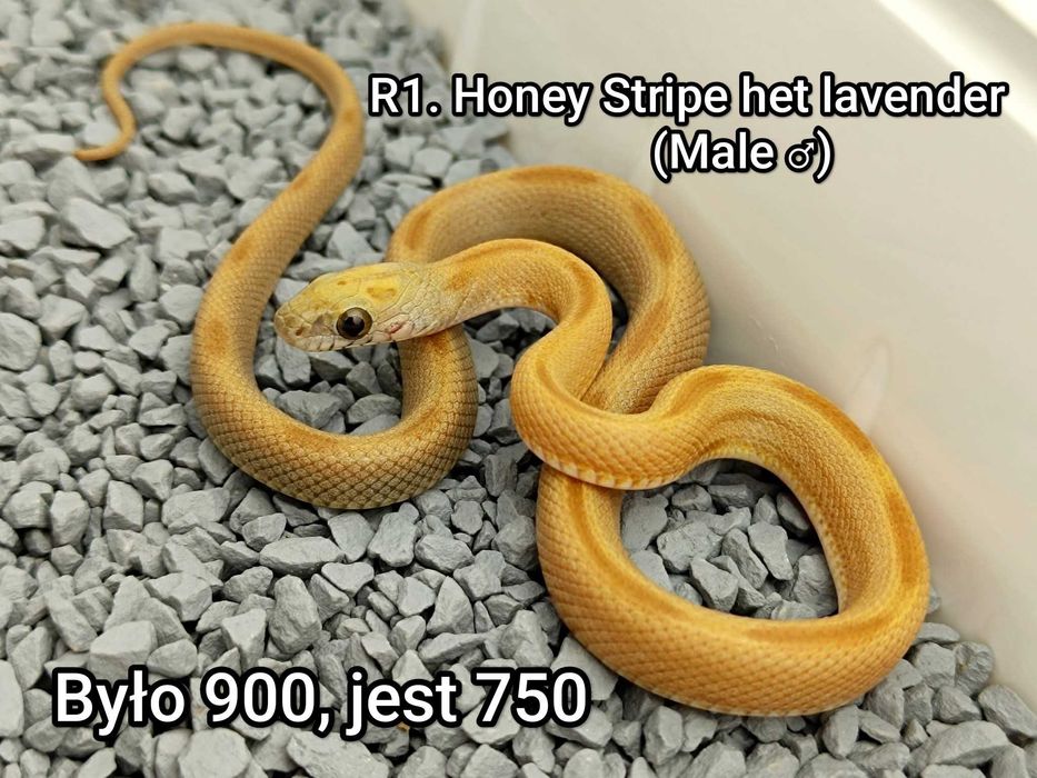 Wąż zbożowy / Honey Stripe / Uniktaowy osobnik / Hodowla SneakySnakes