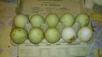 Jaja lęgowe kaczki piżmowej białej