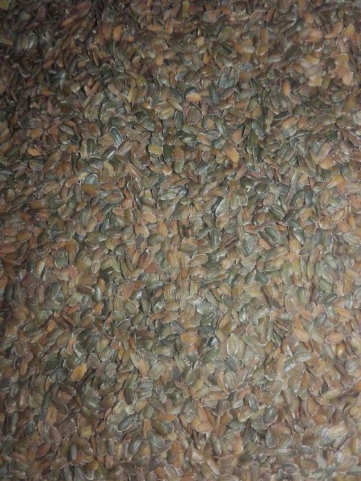 Maciejka dwuroga rórzowata