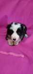 Border Collie ur.09. 06. 2025 ( Suczka  )