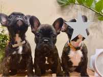 Buldog Francuski