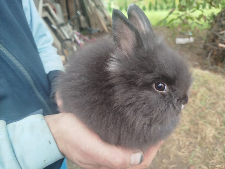 Miniatury króliczków angora i karzełek Tedy