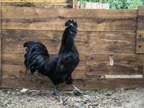 Kury Ayam Cemani