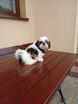 Shih-tzu suczka tricolor