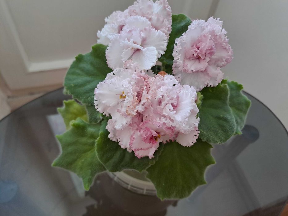 Фіалка ЕК-Морячка Reining beauty (cпорт) ЕК-Морской волк Аэлита (Морев