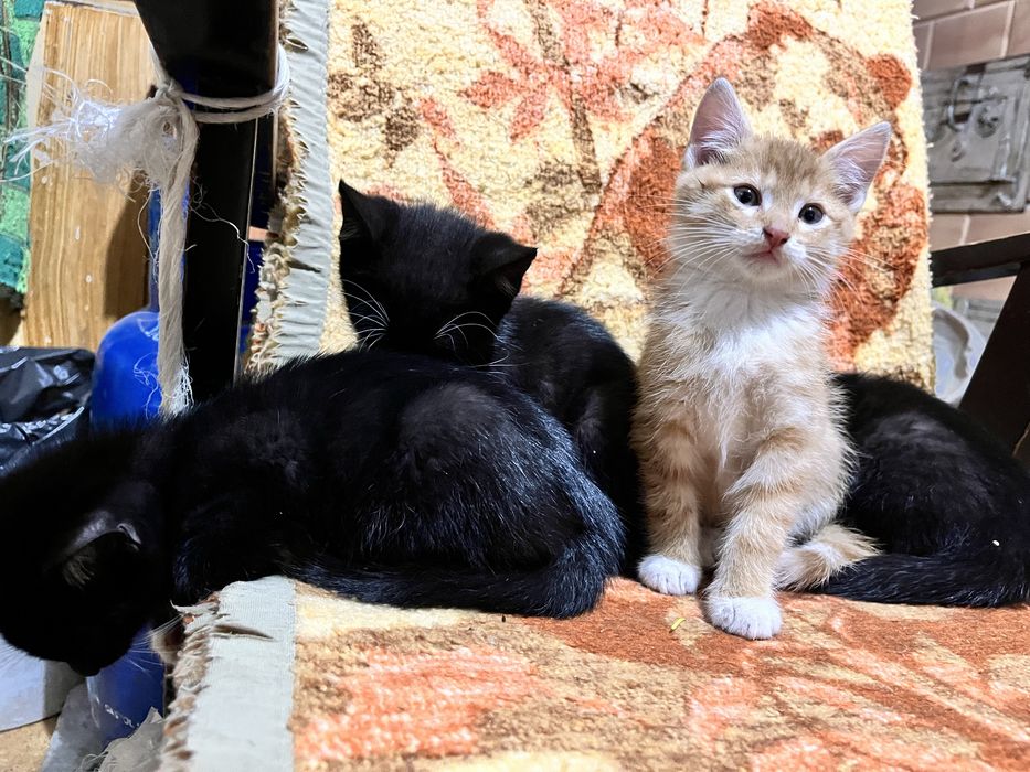 2 kocurki i jedna kotka szukaja domku za darmo