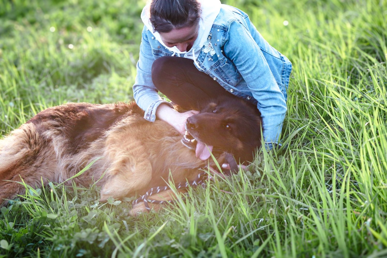 Kochany Tedi do adopcji. 5 letni owczarek niemiecki