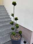 Cis formowany bonsai