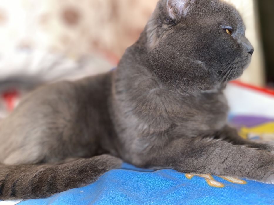 Вязка кота шотландский прямоухий