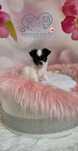 Przesłodka dziewczynka długowłosa chihuahua do rezerwacji