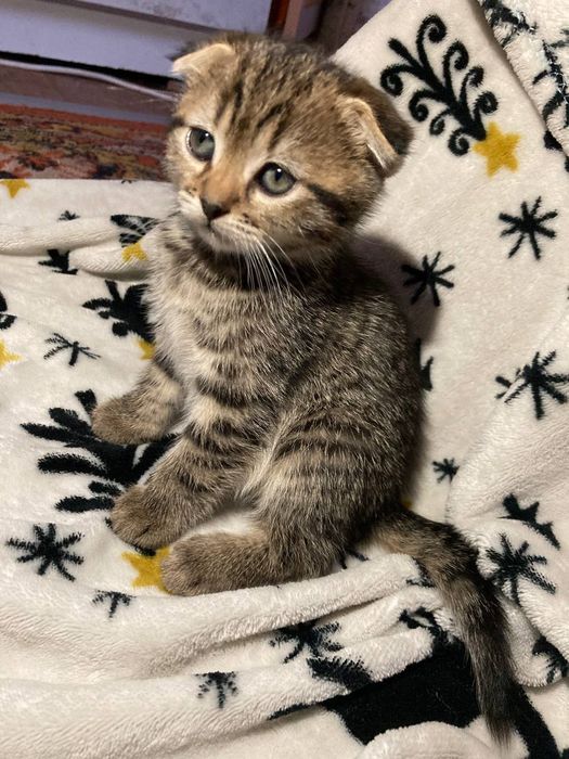 Котенята шукають сім'ю