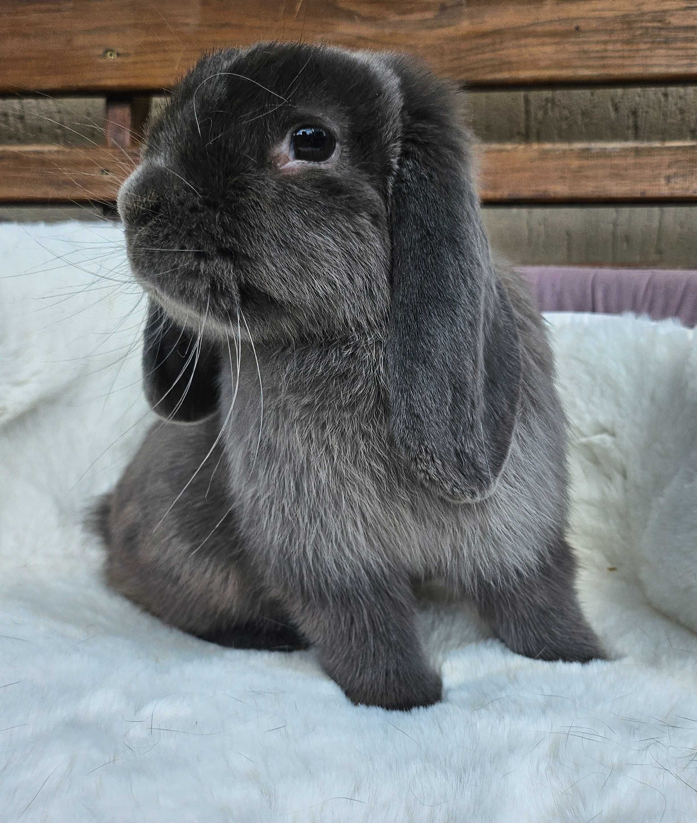 Króliki Mini Lop geny Niemieckie hodowla legalna zarejestrowana