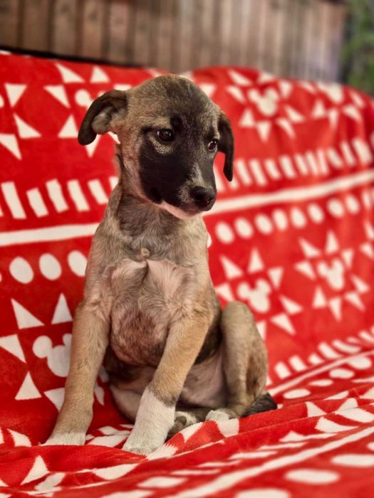 KRISTIANO  4 mies. szczeniak do adopcji. Uratowany w Bułgarii