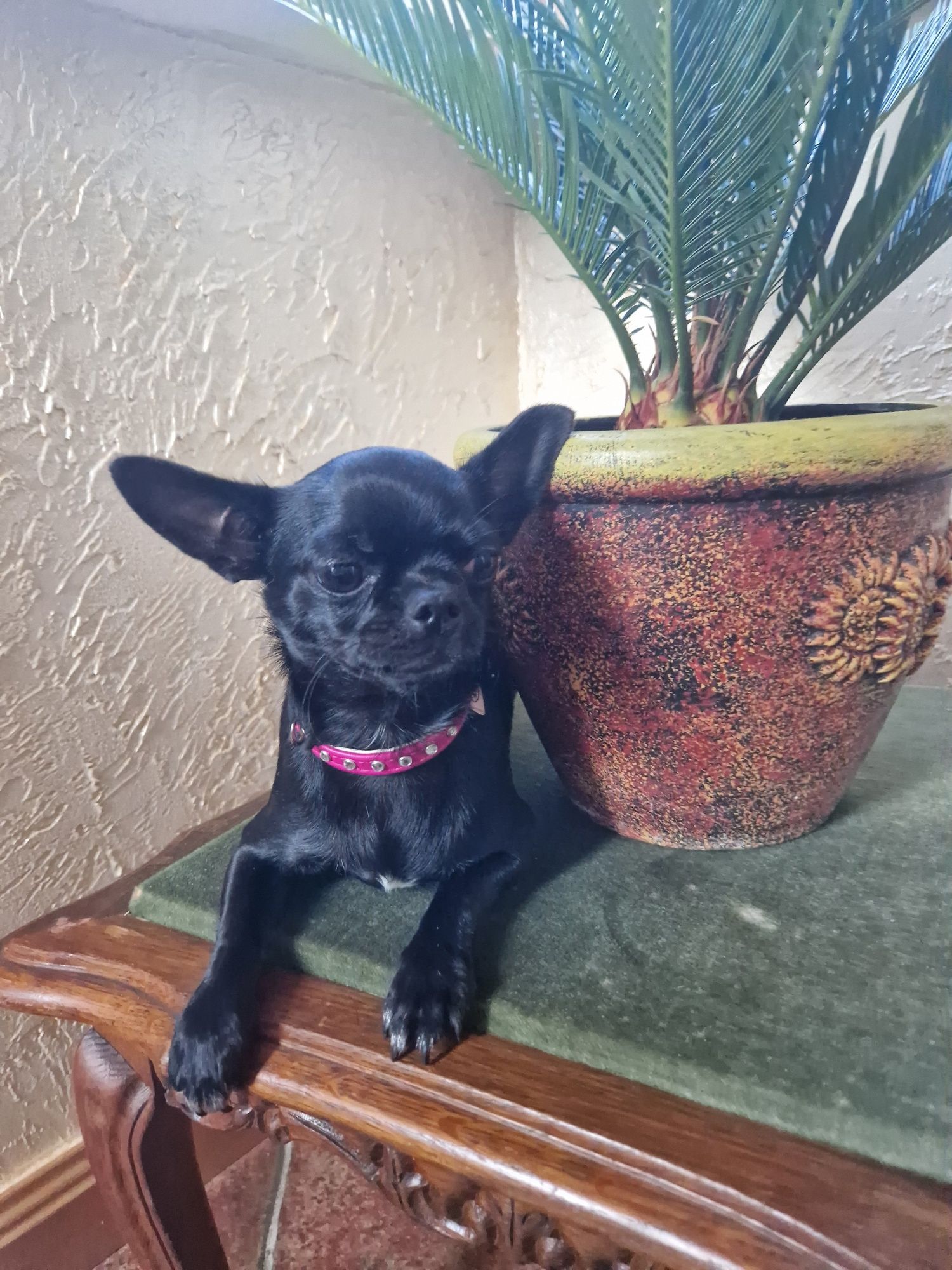 Chihuahua suczka czarna krótkowłosa Fci