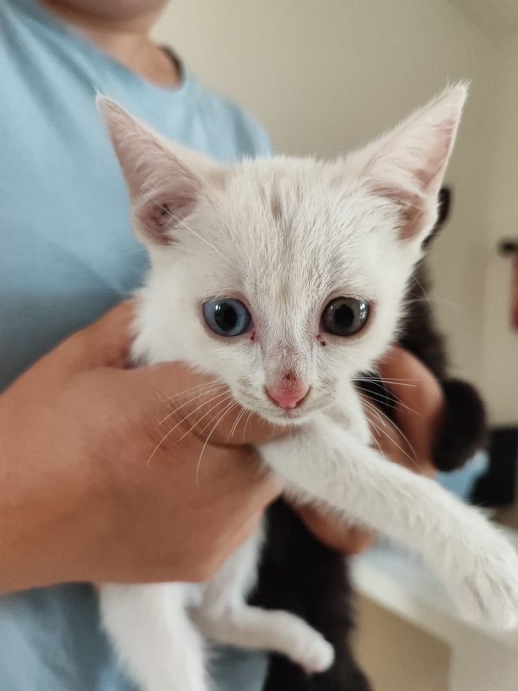 Gatinhos para adoção