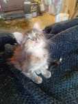 Dou gatinhos bebes