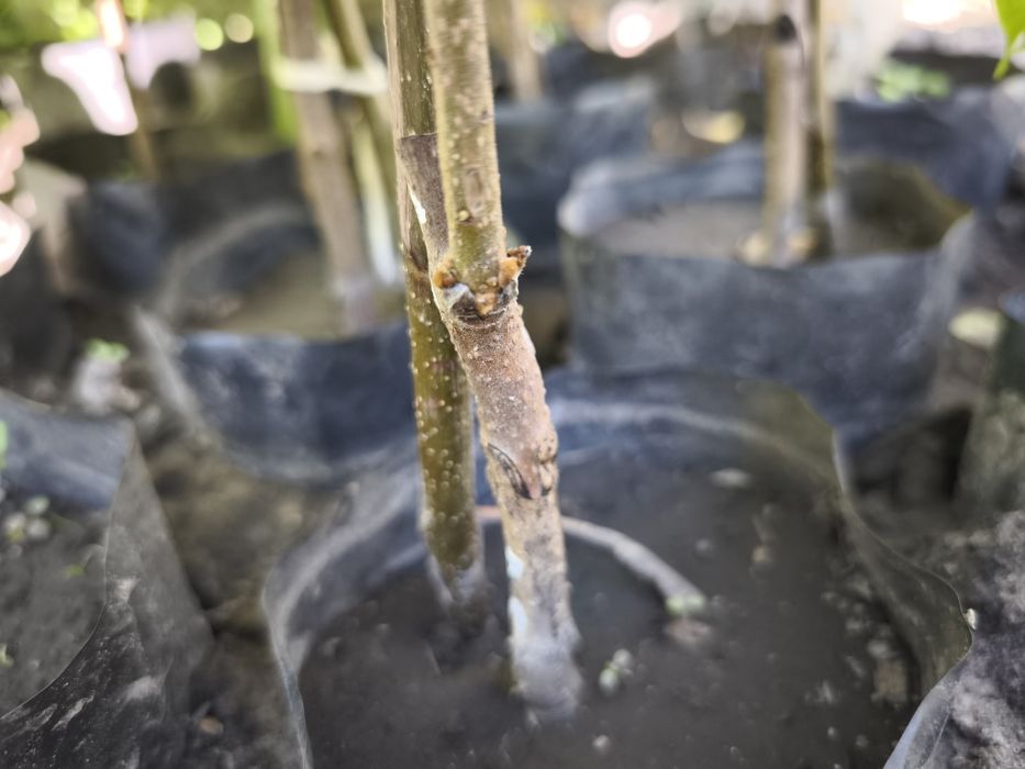 Хурма сорт Соснівська, Сосновская.