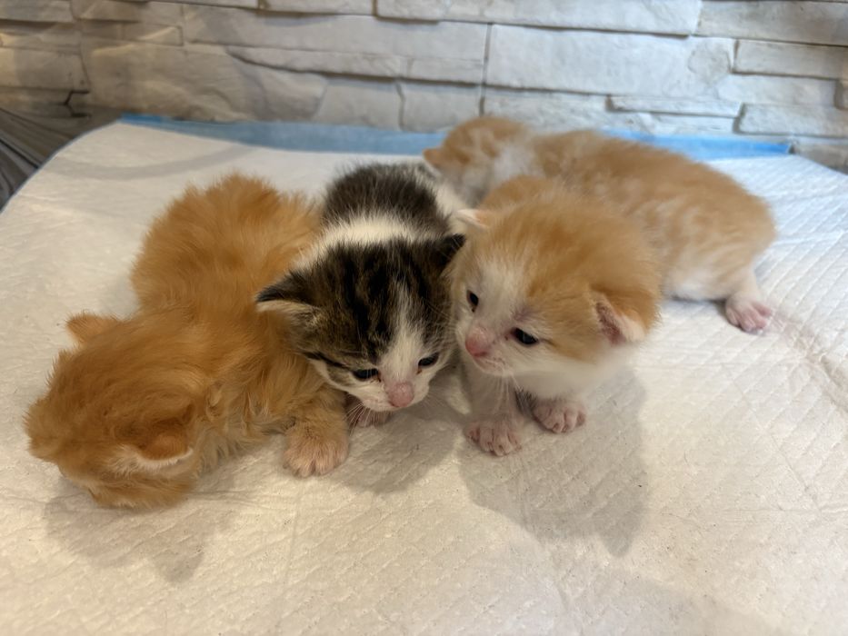 Oddam kotki w dobre rece!