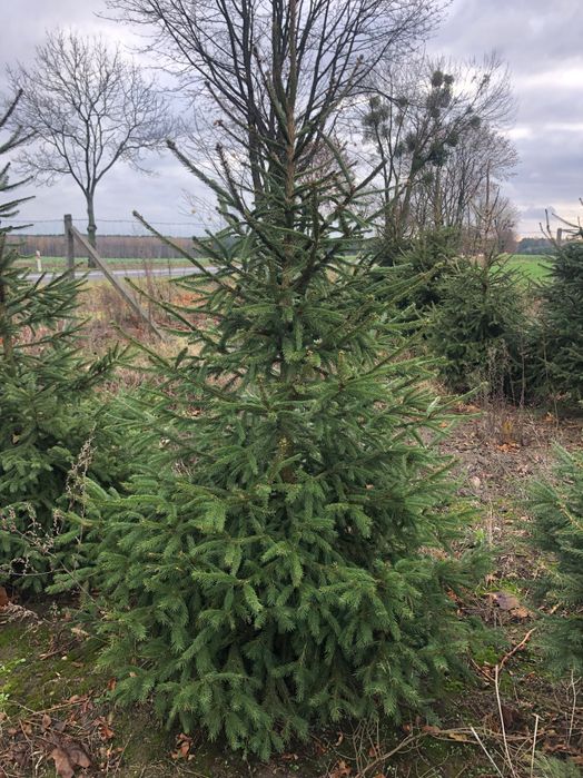 Choinki, świerk, jodła , dowóz, sam ścinasz na plantacji