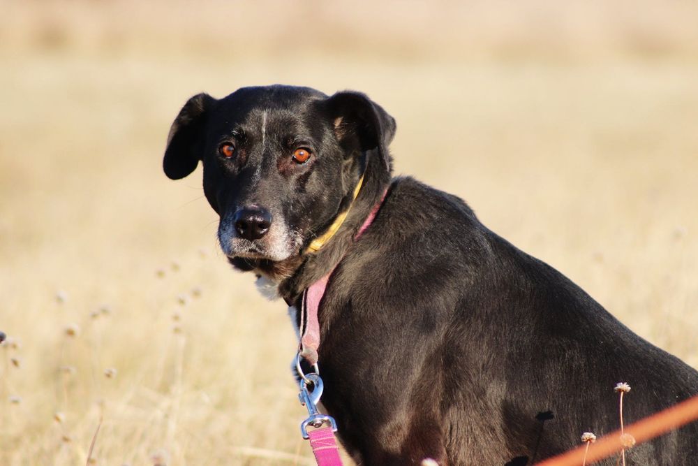 Czekoladowa Bora do adopcji