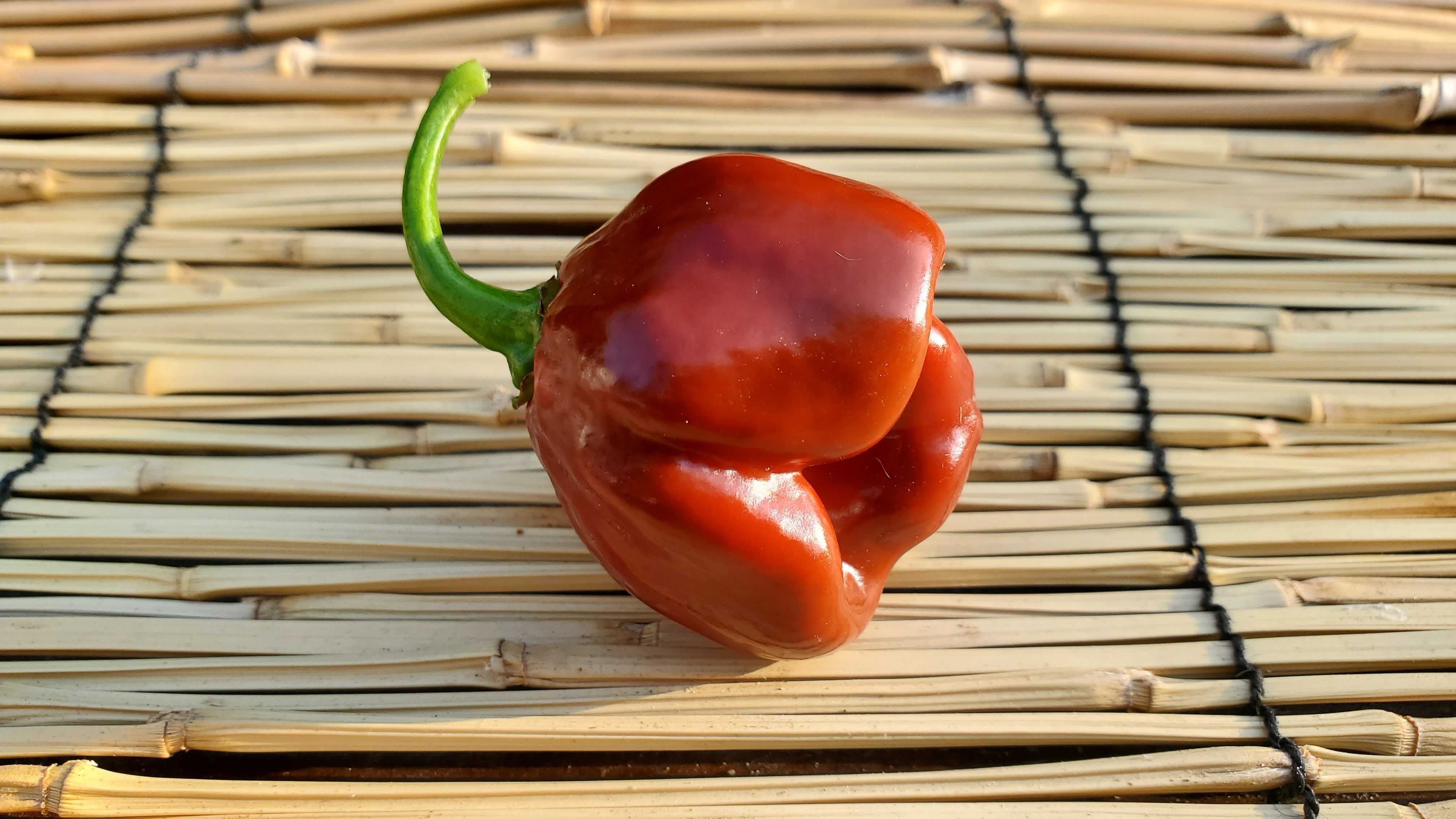 Насіння гострого перцю (Carolina Reaper, Habanero, Jalapeno та інші)