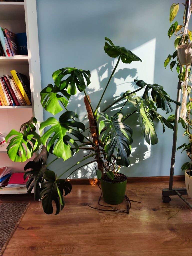 Monstera deliciosa