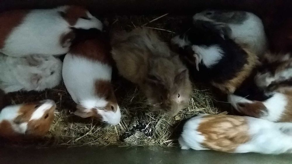 Большой выбор Морских свинок