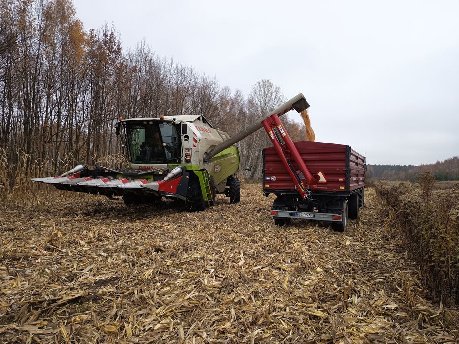 Zbiór kukurydzy na ziarno/skup kukurydzy