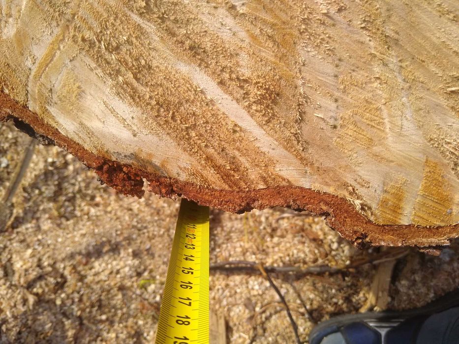 Czeczot, czeczota, stolarka, dobra na stolik, taca,dla profesjonalisty