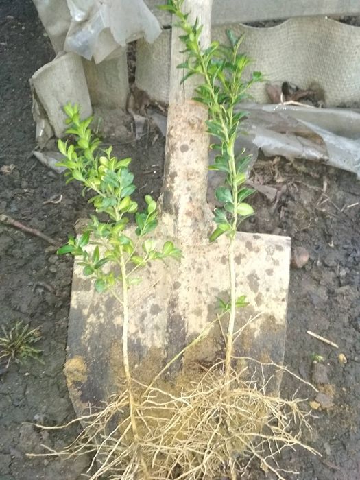 Самшит з гарним кореневищем