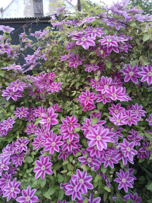 Клематіс, клематис