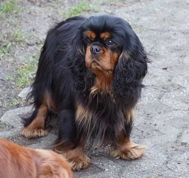 Cavalier King Charles Spaniel - ZKwP FCI - SUCZKA