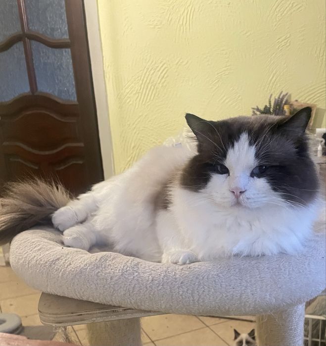 Ragdoll koteczka kocurek gotowe do zmiany domku