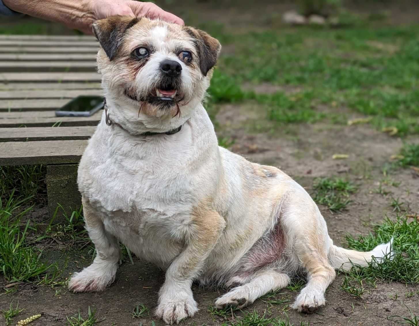 Czesio - niewidomy mały starszy pies do adopcji
