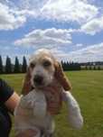 Coocker spaniel angielski