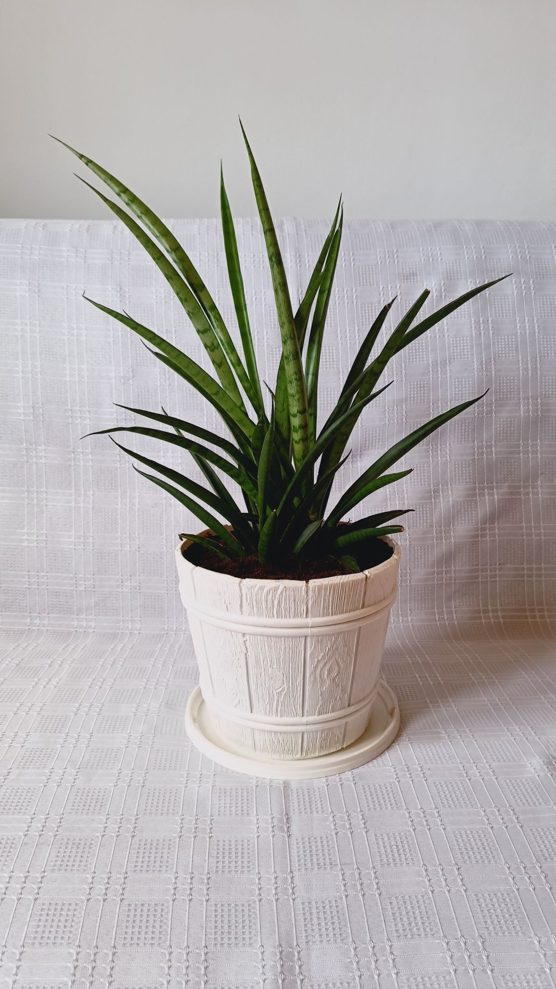 Kwiatek doniczkowy SANSEVERIA, 60cm