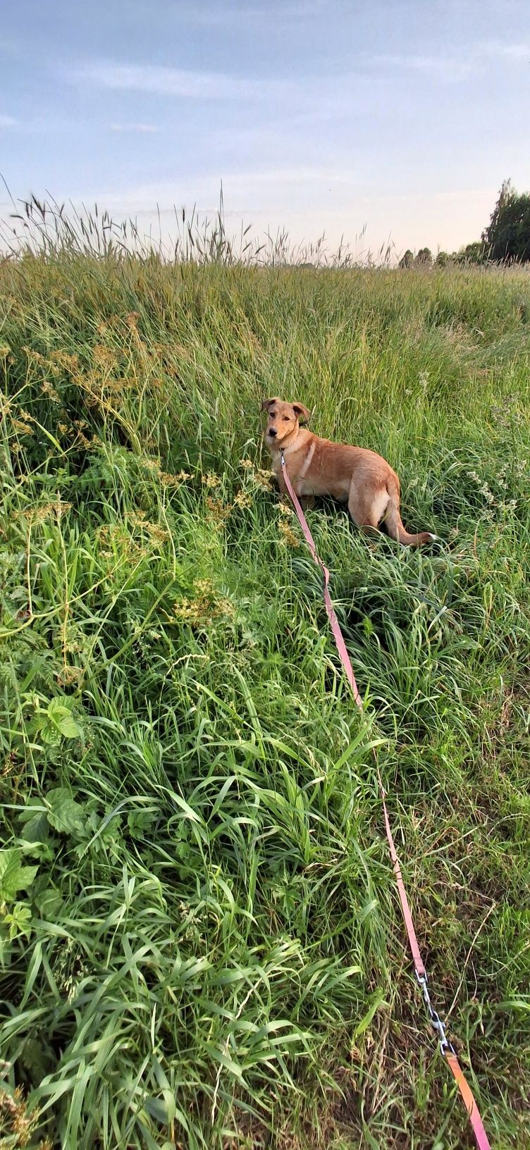 Oddam do adopcji szczenięta mix labradora