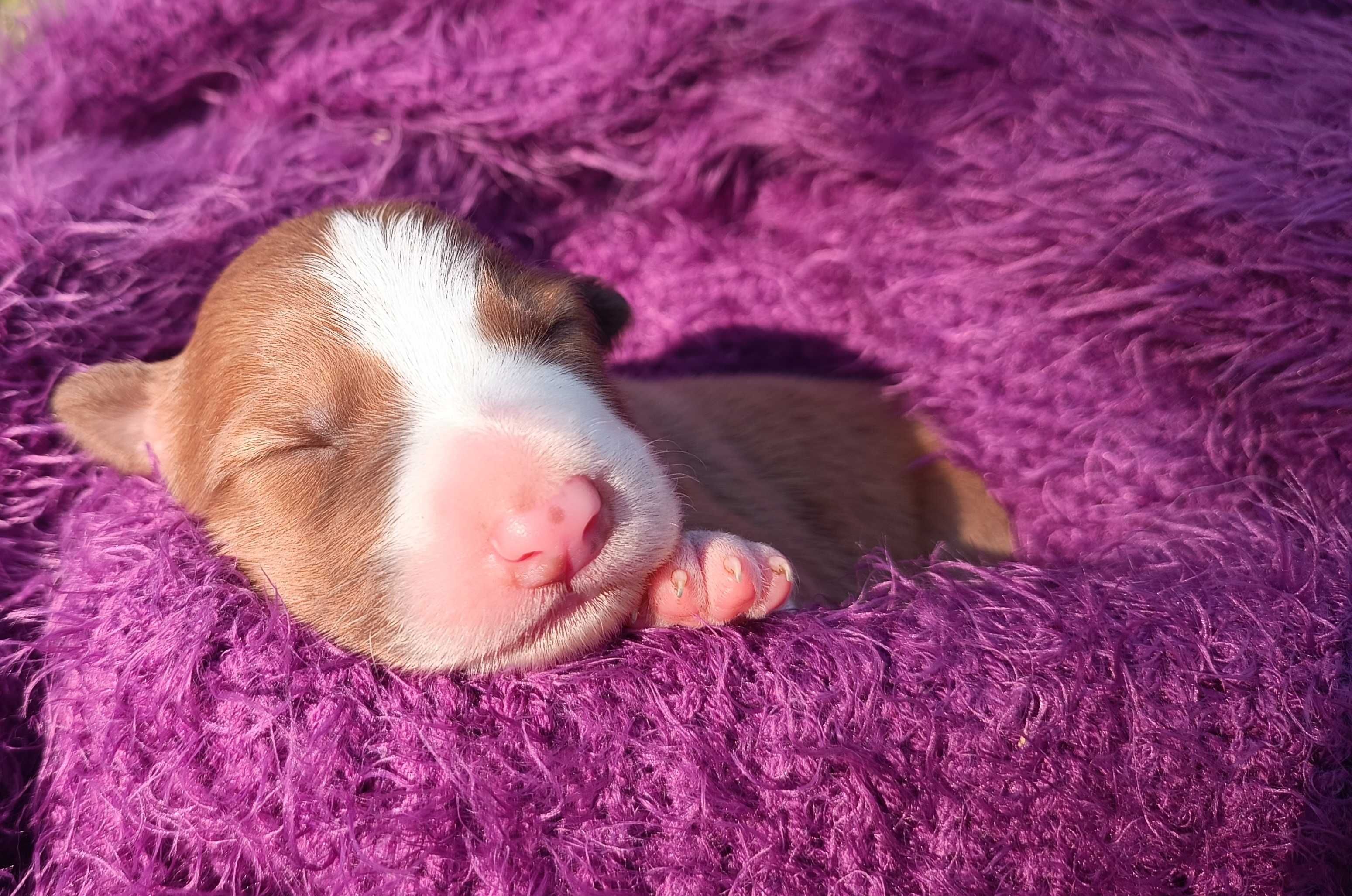 Szczenię Border Collie, piesek sable&white, ZKwP/FCI