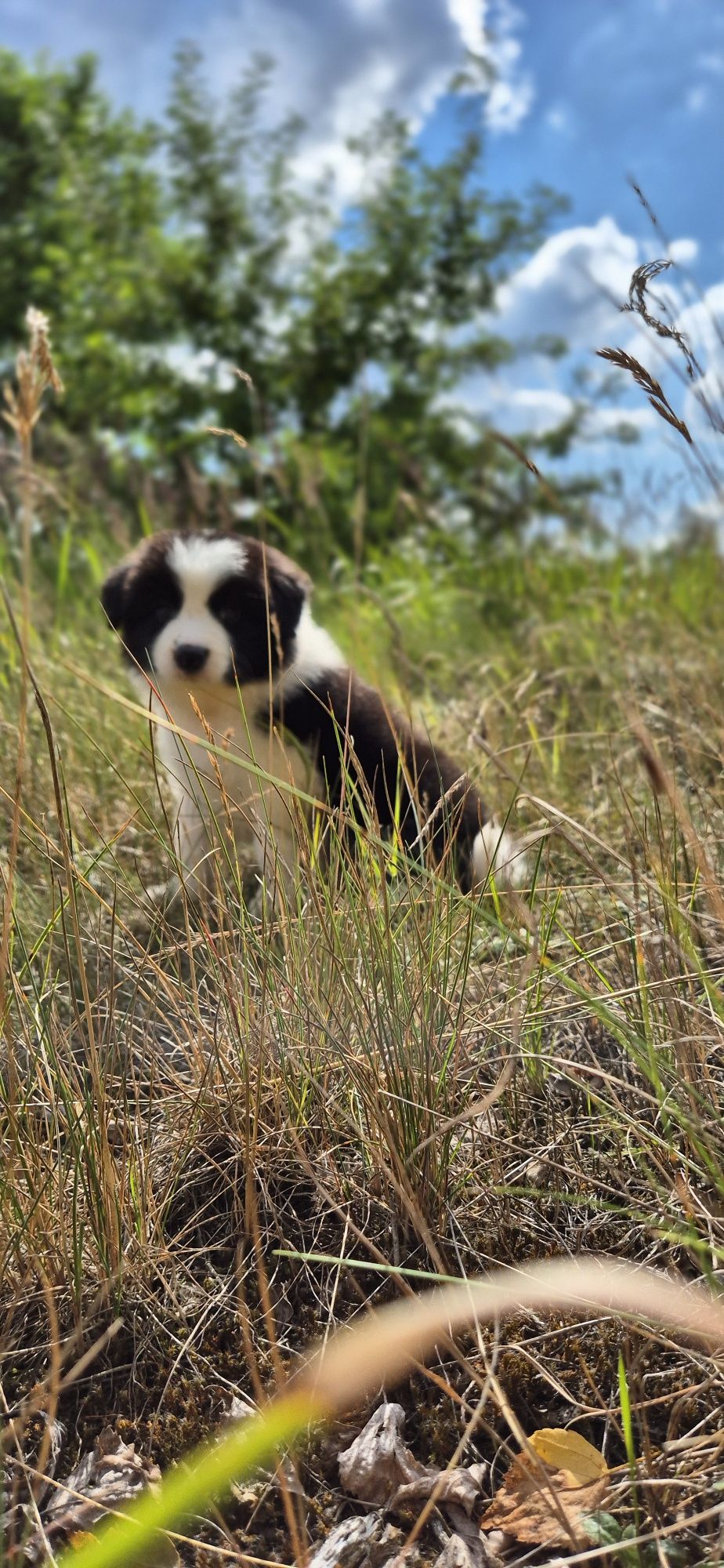 Border collie piesek