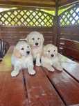 Szczenię Golden Retriever