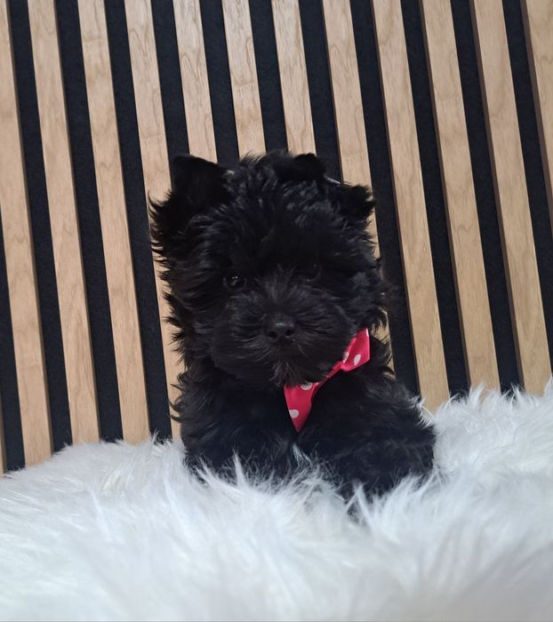 Piesek Yorkshire terrier