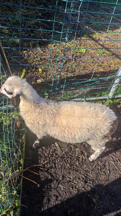 borrega.                   .